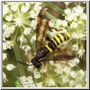 Tenthredo vespa - Blattwespe m14.jpg